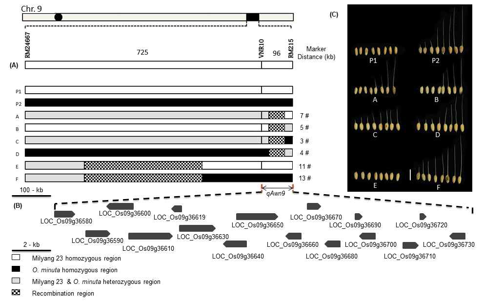 Substitution mapping of QTL for awn length detected on chromosome 9. (A) Graphical genotypes of the six BC9F2 recombinant groups from the cross Milyang 23(P1)/NIL-Awn9(P2). # No. of recombinant plants. Black, homozygous for NIL-Awn9; white, homozygous for Milyang 23 ; gray, heterozygous for Milyang 23 and NIL-Awn9; hatched, recombination regions. Positions of DNA markers are indicated by vertical lines. (B) Gene prediction according to RAP-DB. The length of pentagon indicates the nucleotide length. (C) Comparison of awn length between M23, NIL-Awn9, and 6 recombinant lines