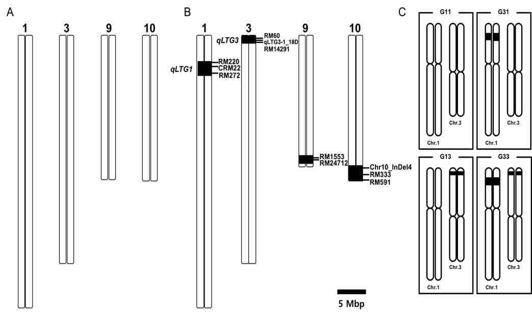 Graphical genotypes of the parental lines (A) Hwaseong, (B) TR20 and (C) four genotype groups from the F2 plants. White and black bars indicate the Hwaseong and O. rufipogon chromosome segments, respectively