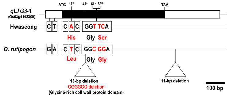 Sequence comparison of the qLTG3-1 gene between Hwaseong and O. rufipogon. Black box indicates an exon with the position of amino acid sequence from the start