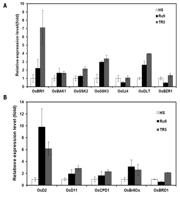 Expression levels of BR- biosynthesis related genes in three varieties (Hwaseong, O. rufipogon, TR5). QRT-PCR analysis of BR- biosynthesis related genes expression in young seeding. Values are means ±SD