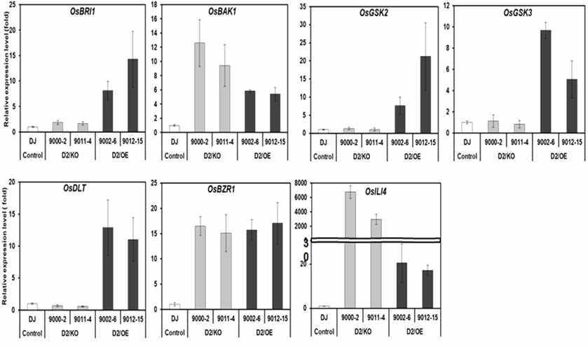 Expression levels of BR-signaling pathway related genes in OsD2 mutants. QRT-PCR analysis of BR-signaling pathway related genes expression in young seeding. Values are means ±SD