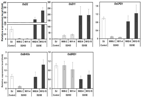 Expression levels of BR-biosynthesis related genes in OsD2 mutants. QRT-PCR analysis of BR- biosynthesis related genes expression in young seedling. Values are means ±SD