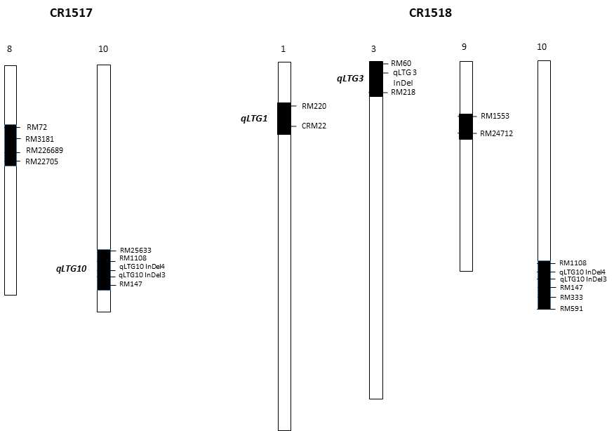 Graphical genotypes of CR1517 and CR1518 lines. Black and white portions indicate O. rufipogon and Hwaseong chromosome segments, respectively. For example, the line has an O. rufipogon segment on chromosome 10 introgressed into Hwaseong