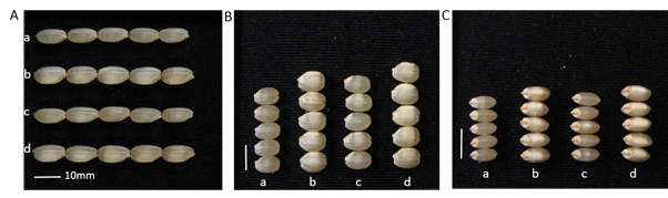 Comparison of the grain shape traits among 4 groups. A: grain length, B: grain width, C: grain thickness. a : Hwaseong, b : tgw2-NIL, c : gw9.1-NIL, d : tgw2+gw9.1-NIL. White bar on picture indicates 10mm