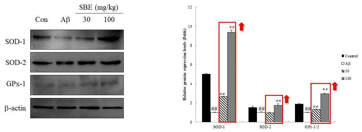 항산화 단백질 발현 변화 측정
