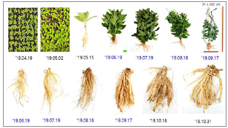 현삼의 자원 증식을 통한 생육 시기별 특성 평가