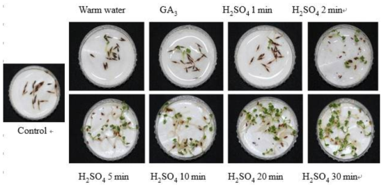 세열유럽쥐손이(Erodium cicutarium) 종자의 휴면 타파를 위한 여러 가지 처리효과