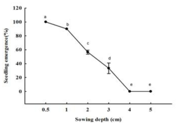 파종깊이에 따른 흰명아주(Chenopodium album) 종자의 출아율