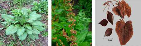 돌소리쟁이(Rumex obtusifolius)의 발생 모습