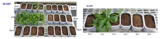 파종 후 40일차의 토양 심도별 가시상추의 출아