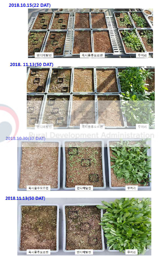 가시상추에 대한 토양처리제 2종의 발생억제효과