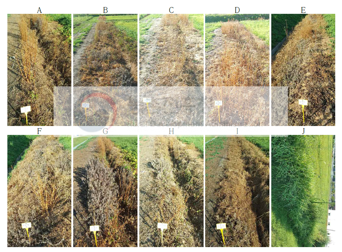 포장조건에서 비선택성 제초제 9종 처리 후 20일차의 가시상추 및 주변 잡초. A: 글리포세이트이소프로필아민, B: 글리포세이트이소프로필아민·피라플루펜에틸, C: 글루포시네이트-피, D: 글루포시네이트암모늄, E: 글리포세이트이소프로필아민·티아페나실, F: 글리포세이트이소프로필아민·사플루페나실, G: 글리포세이트암모늄, H: 글리포세이트포타슘, I: 글리포세이트이소프로필아민·옥시플루오르펜, J: 무처리