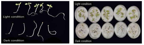 광조건별(광,암) 발아양상
