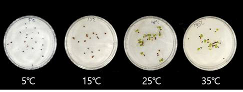 온도조건별(5, 15, 25, 35℃) 발아양상