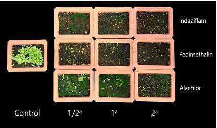 토양처리제초제 처리 4주 후 효과