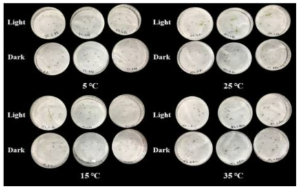 암조건 하에서 온도에 따른 유럽점나도나물의 발아양상