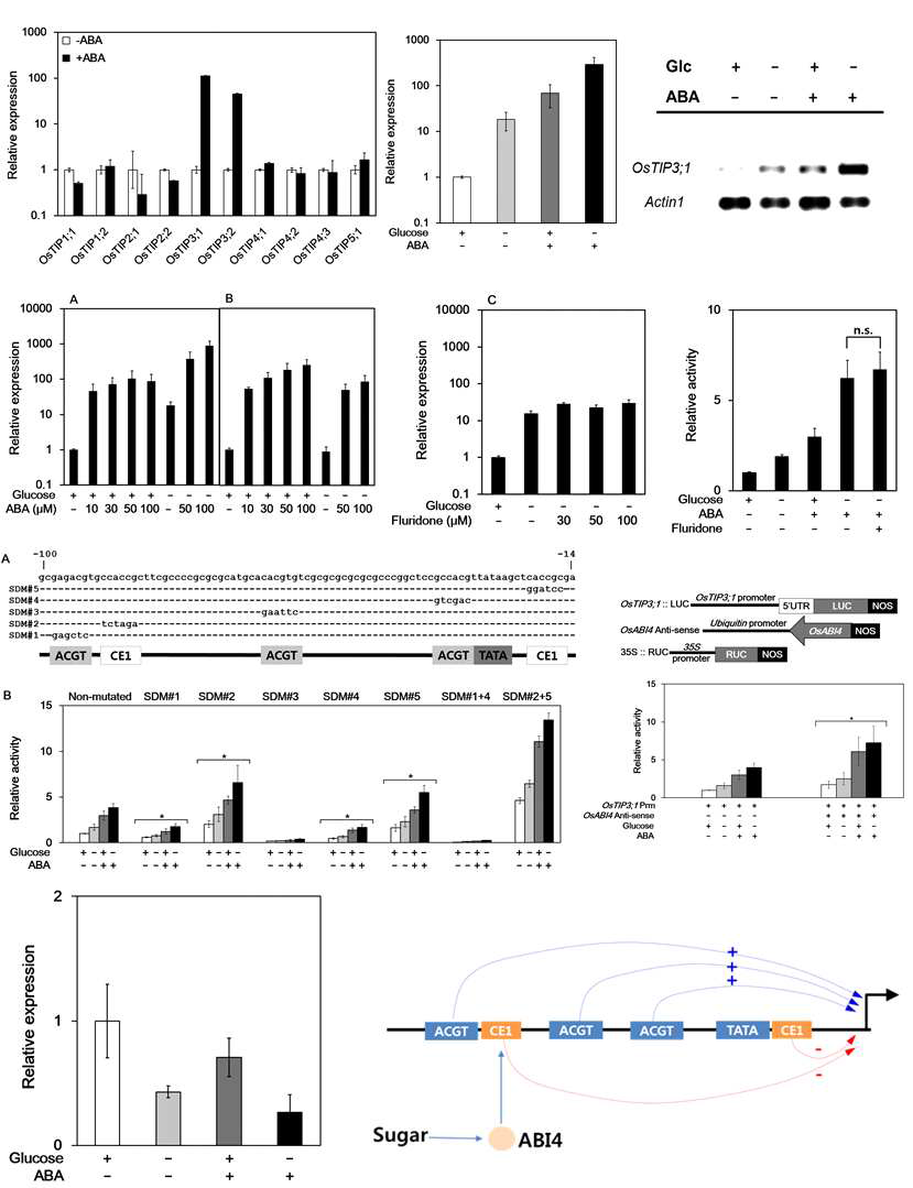 당과 ABA에 의한 cross-talk에 의한 OsTIP3;1 유전자의 발현조절 현상 분석