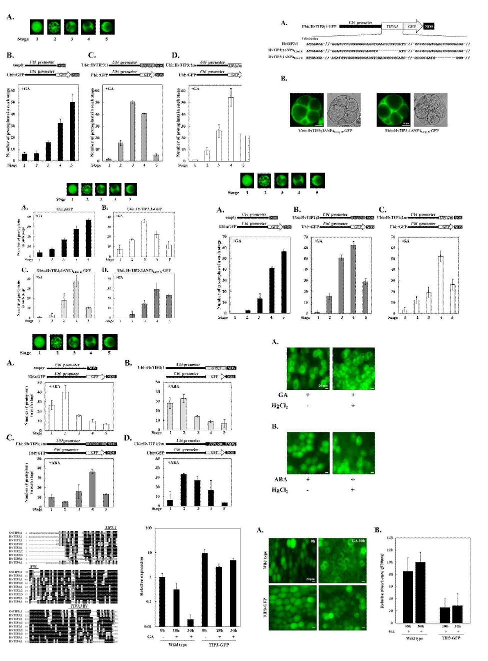 TIP 의 waterchannel activity 와 vacuole coalescence 현상과의 uncoupling