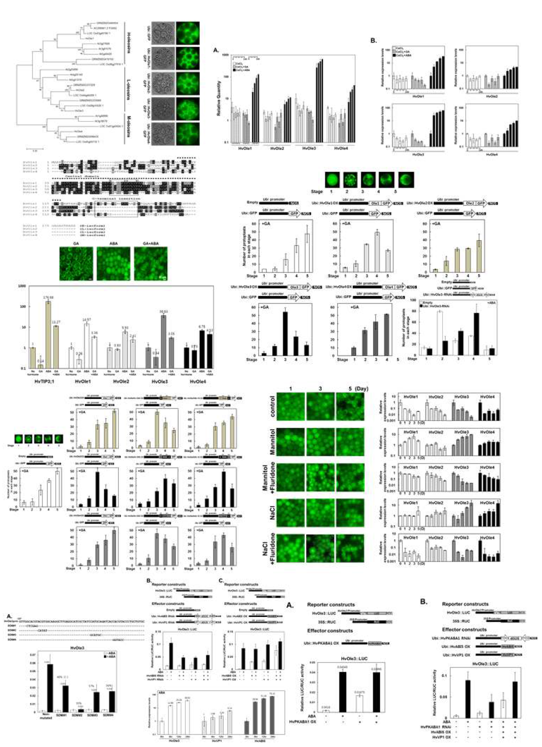 Oleosin 단백질 과발현에 따른 단백질 저장액포 융합반응 억제현상