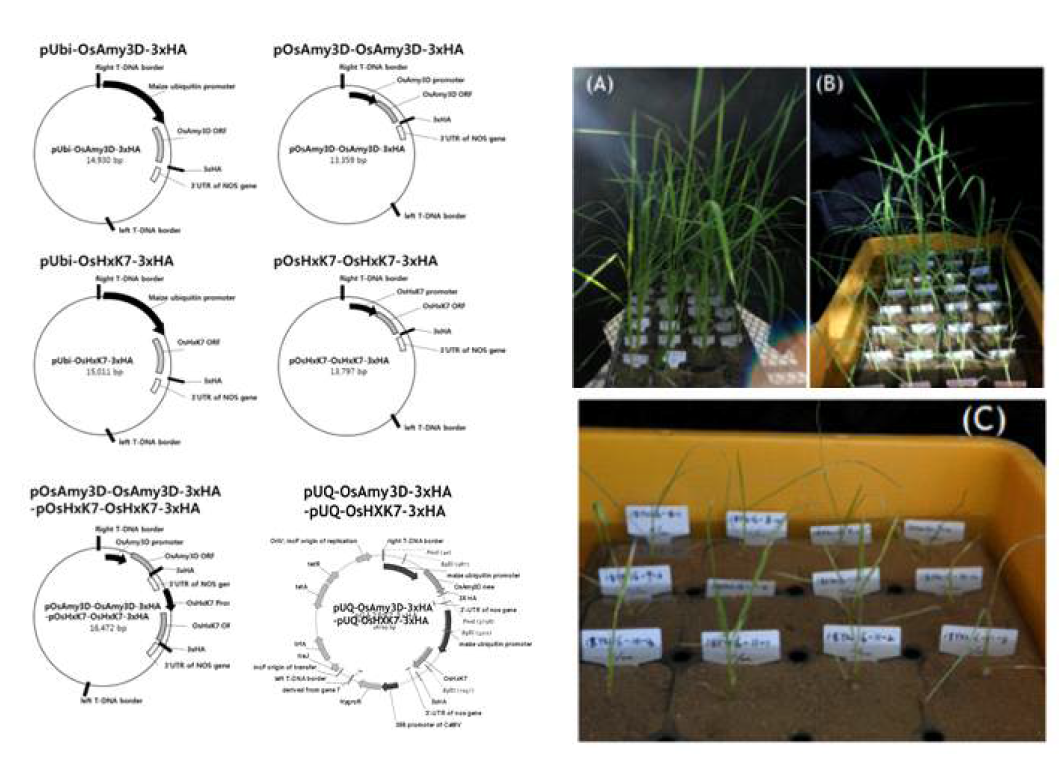 형질전환 expression cassette map 및 OsAmy3D 및 OsHxk7 형질전환벼 육성 현황 (GMO 온실) (A) OsAmy3D 형질전환벼 (B) OsHxk7 형질전환벼 (C) OsAmy3D-OsHxk7 공동 발현 형질전환체