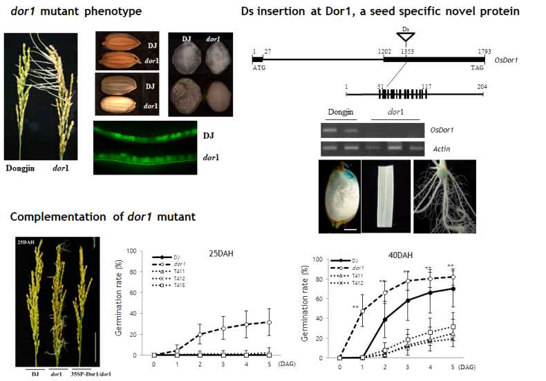 벼 수발아 돌연변이체 dor1의 원인 유전자 규명 (선행연구결과)