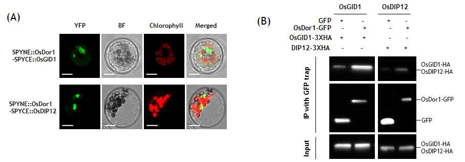 OsDor1과 OsDIP12 또는 OsGID1 단백질간 상호작용 (A) BiFC 형광 (B) CoIP
