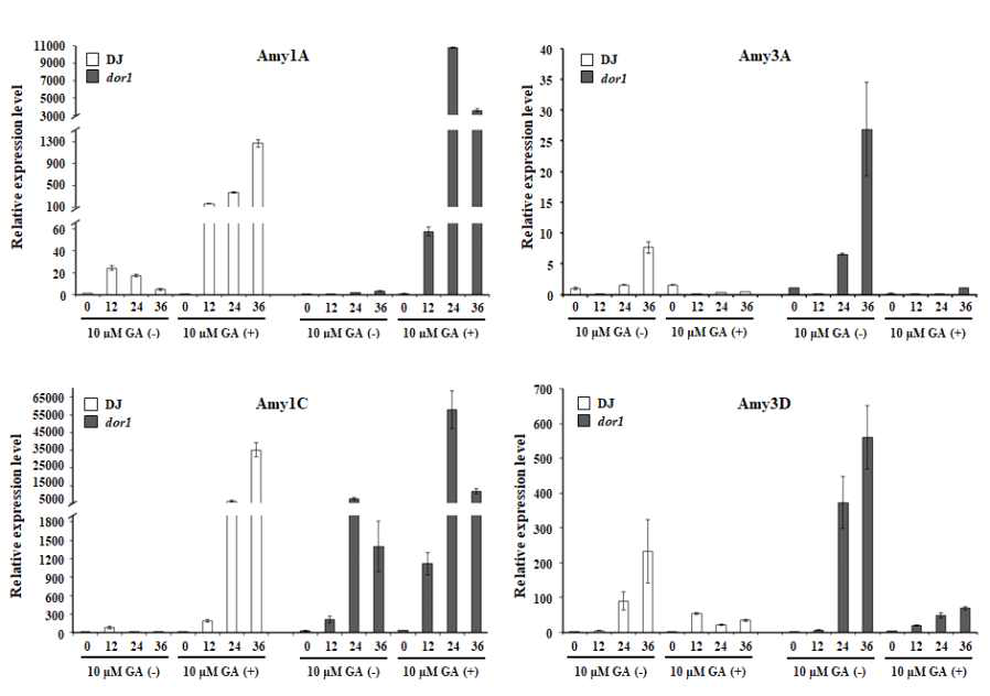 dor1 돌연변이체의 종자에서 α-amylase 유전자군 발현에 대한 GA 반응성 비교
