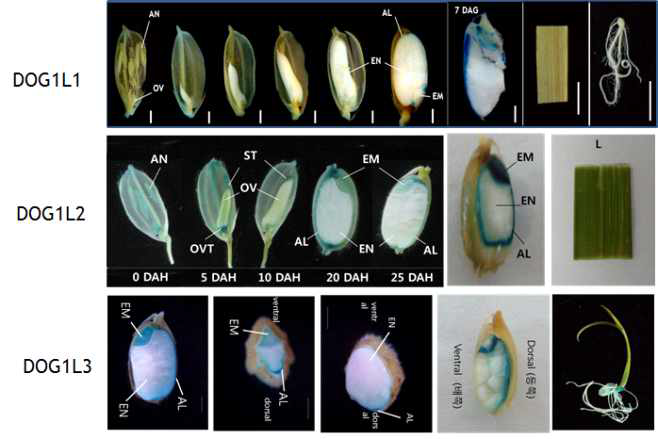 OsDOG1L1, OsDOG1L2, OsDOG1L3 프로모터-GUS 벡터가 도입된 형질전환벼의 종자와 유식물 조직에서 조직학적 GUS 염색 양상