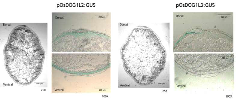 OsDOG1L2 및 OsDOG1L3 프로모터-GUS 형질전환 벼의 종자절편의 호분층 조직에서 GUS 염색 양상