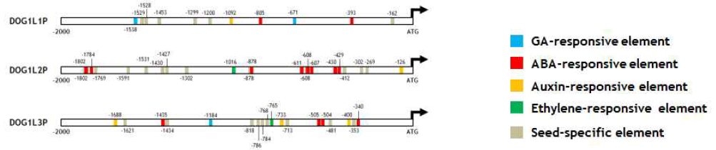 OsDOG1L1, OsDOG1L2, OsDOG1L3 프로모터 (2kb) 영역의 호르몬 반응 cis-acting element 분포 비교 분석