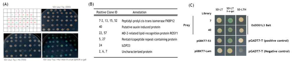 Yeast two hybrid screening을 이용한 OsDOG1L3 상호작용 단백질 탐색