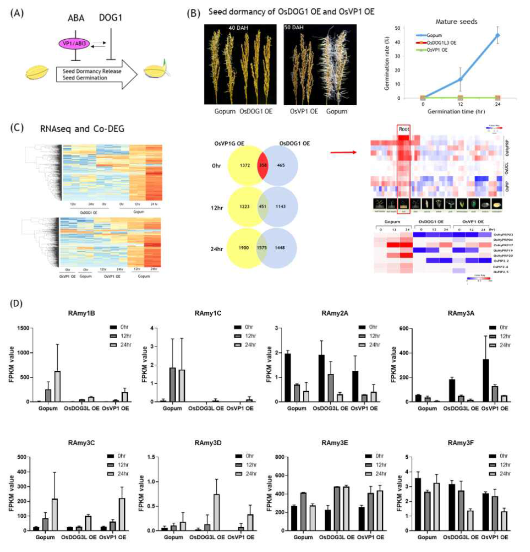 OsVP1과 OsDOG1L3유전자 과발현 형질전환벼 성숙종자의 초기 발아율 비교 (A) 및 선발된 DEG 유전자군 heapmap (D) amylase 유전자 발현 비교