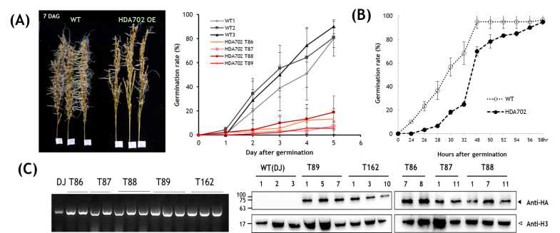 HDA702 유전자 과발현 형질전환벼의 종자 휴면과 발아 특성 (A) 50DAH 종자의 발아율 비교 (B) 성숙종자의 발아율 비교 (C) 형질전환벼에 도입한 HDA702 유전자 및 단백질 발현 분석