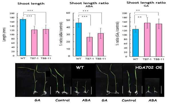 HDA702 유전자 과발현 형질전환벼의 유묘에서 ABA와 GA에 처리에 의한 생장반응 비교
