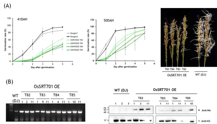 SRT701 과발현 형질전환벼의 종자 휴면과 발아 특성 (A) 41DAH 와 50DAH 종자의 발아율 비교 (B) 형질전환벼에 도입한 SRT701(OsPHS5) 유전자 및 단백질 발현 분석