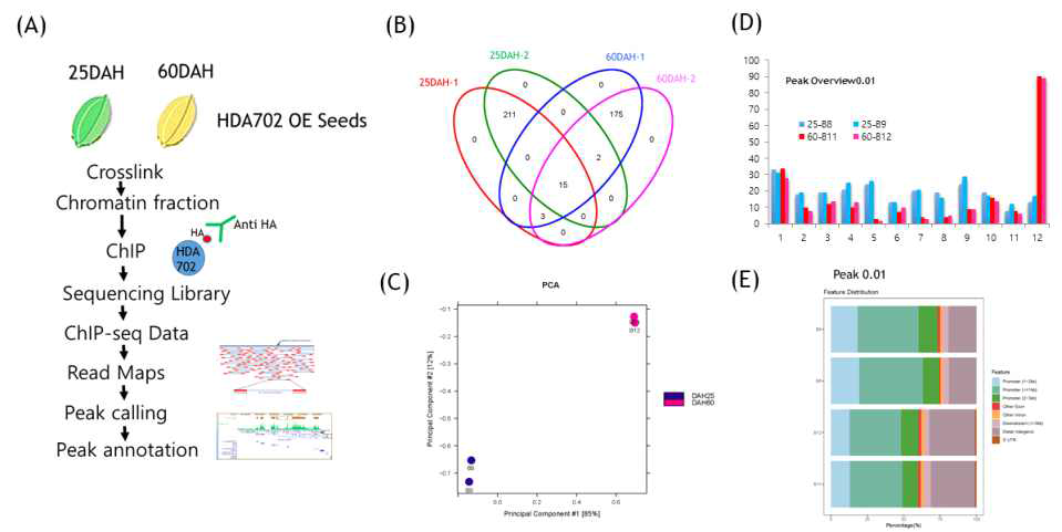 HDA702 과발현 벼 종자의 ChIPseq 분석 (A) ChIPseq 실험 모식도 (B) 25DAH와 60DAH에서 binding site (C) PAC plot (D) 염색체별 binding peak plot (E) Binding peak의 분포