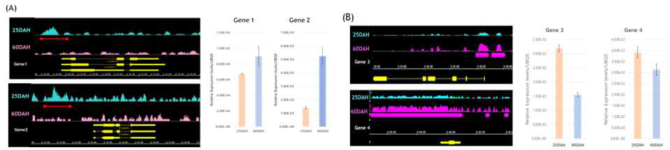 ChIPseq 실험을 통해 (A)25DAH 또는 60DAH (A) 종자에서 binding intensity가 높은것으로 선발된 유전자 4종의 binding peak plot 및 유전자 발현 분석 (qRT-PCR)