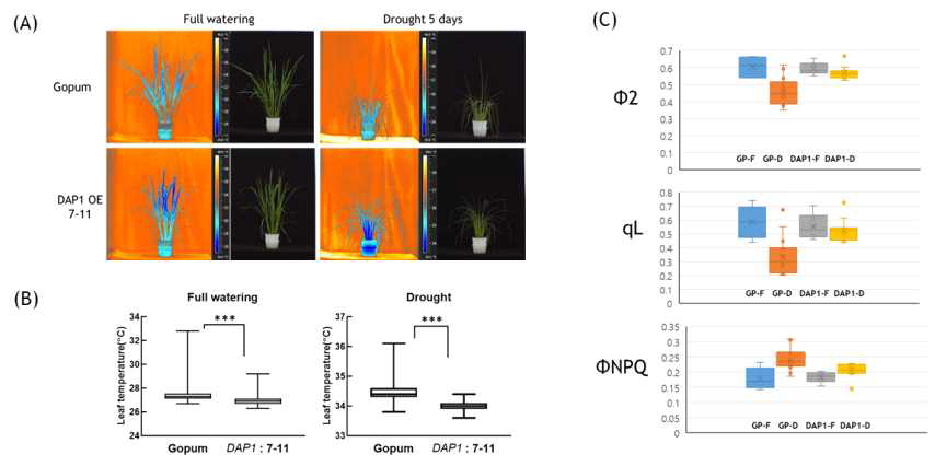 DAP1 과발현 형질전환벼의 가뭄내성 분석 (A) 가뭄조건에서 고품벼와 DAP1 형질전환벼의 열화상 카메라 (FLIR) 이미지 비교 (B) 잎의 온도 비교 (C) MultispecQ를 이용한 잎의 엽록소 형광 분석; F(관개 대조구), D(가뭄 처리후 2일째)