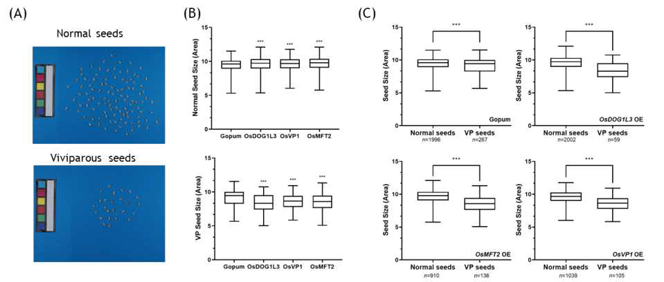 고품벼와 형질전환체에서 정상립과 수발아립의 크기 비교 (A) 종자 이미지 획득 (B) 종자분석 소프트웨어를 이용한 종자크기 정량 (정상립; n>500, 수발아립; n>50)