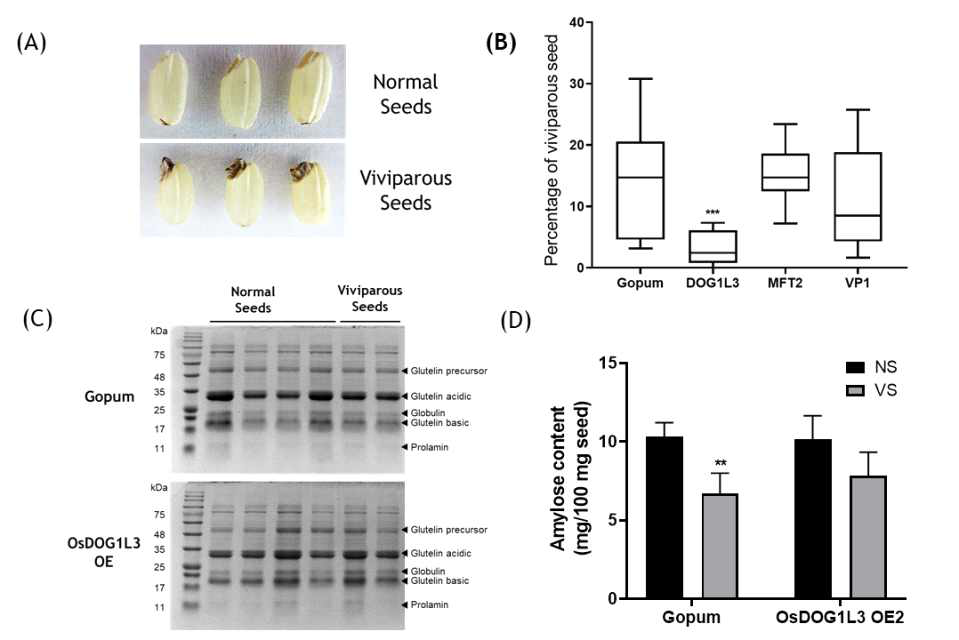 고품벼와 형질전환체에서 저장단백질과 아밀로즈 함량 비교 (A) 고품벼에서 정상립과 수발아립의 형태 비교 (B) 고품벼와 형질전환체 수확종자에서 수발아립의 비율 (C) 단일종자의 단백질 전기영동 사진 (D) 종자의 아밀로즈 함량 비교