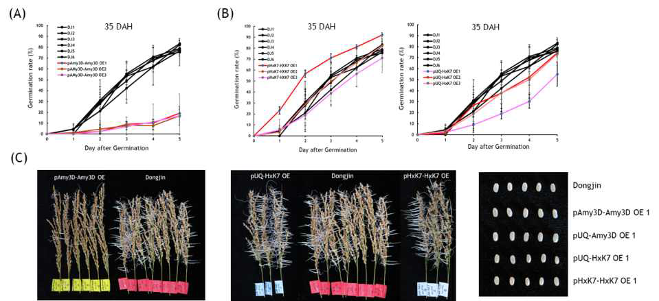 Amy3D 또는 HxK7 유전자 도입 형질전환벼 (T1)의 등숙기 종자의 발아율 분석. 출수 후 35일 째 Amy3D (A) 또는 HxK7 (B) 유전자 도입 형질전환벼 종자의 발아율 비교 (C) 출수후 43일째 이삭의 발아후 5일째 사진