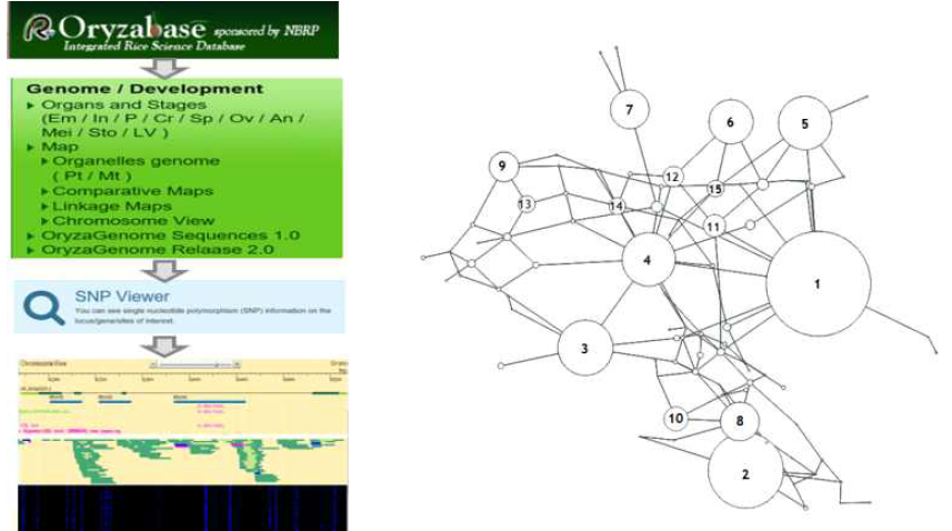 OsDOG1L3 프로모터의 haplotype network 분석. 원의 크기는 각 haplotype의 빈도를, 각 가지의 마디는 단일 염기 변이를 의미함