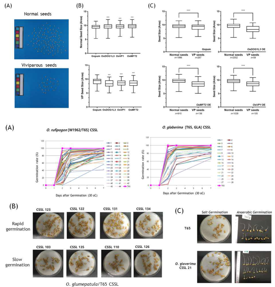 야생벼 CSSL 계통의 종자발아성 스크리닝 (A) O.rufipogon 및 O.glaberrima CSSL 계통에서 나타나는 종자휴면성 변이도 (B)고염 조건 (300mM NaCl)에서 O. glumepatula CSSL 계통의 종자 발아군 구분 (C) O. glaberima CSSL #21 계통의 침수발아성 및 염 발아성 비교