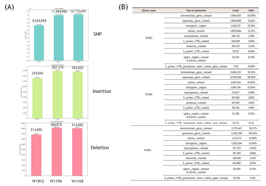 야생벼의 유전체 변이 분석 (A) SNP/Insertion/Deletion 숫자 (B)변이 타입별 분석 Reference genome, MSU7; W1812 (O.rhizomatis), W1194 (O.grandiglumis), W1168 (O.latifolia)