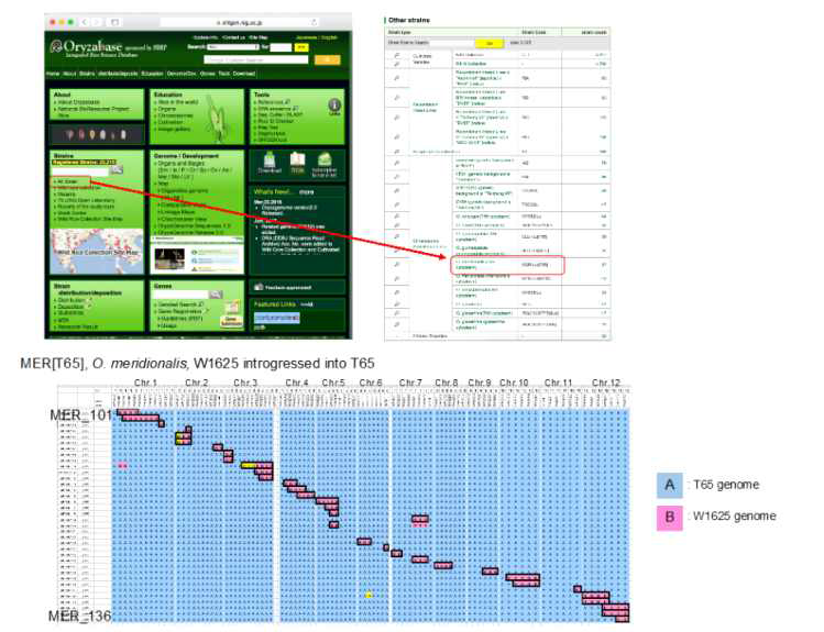 (윗쪽) 일본 NIG가 보유하고 있는 야생벼 염색체치환절편 집단 (wCSSL) 정보 (아랫쪽) 재배벼 (T65)와 야생벼 (O.merdionalis W1625)간의 wCSSL 집단의 염색체 절편 지도