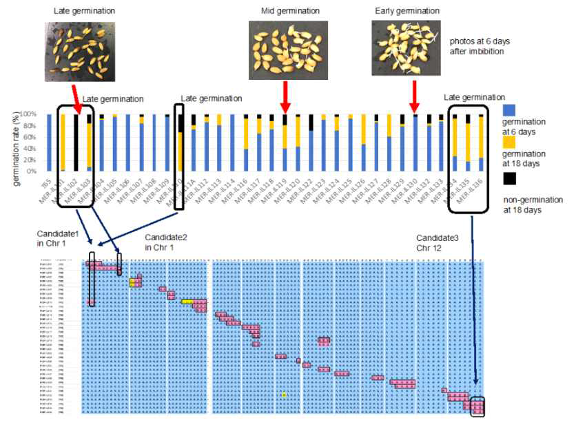 O. meridionalis [T65] wCSSL 집단에서 선발한 느린 종자발아 (late germinating) 표현형 7 계통의 염색체절편 지도 및 종자휴면 연관 후보영역 표시