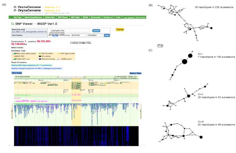 야생벼 O. rufipogon 집단내에서 VP1 유전자의 SNP haplotype 분석 (A) OryzaGenome 데이터베이스에 공개된 SNP viewer 예시 (B) O. rufipogon 238 accession의 VP1 SNP haplotype (C) OrI, II, III 그룹의 VP1 SNP haplotype 비교