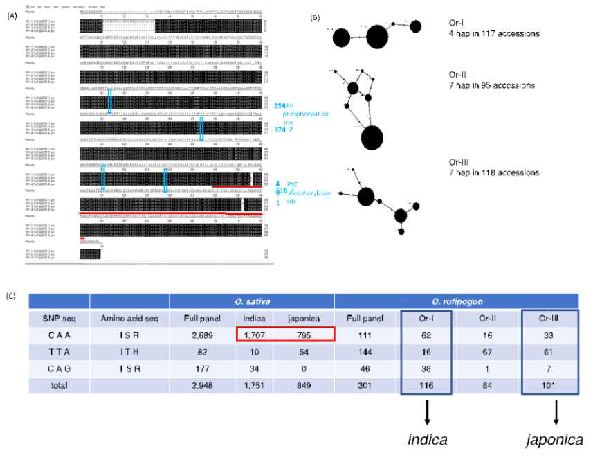 야생벼와 재배벼의 VP1 유전자 변이 비교 (A) VP1 단백질의 아미노산 서열 비교 NB, Nipponbarre; Ruf, O. rufipogon; Glu, O. glumaepatura; Mer, O. meridionalis (B) 아미노산 변이를 유도한 4개의 SNP에 대한 haplotype 분석 (C) O.sativa와 O.rufpogon 집단의 SNP 분포 비교