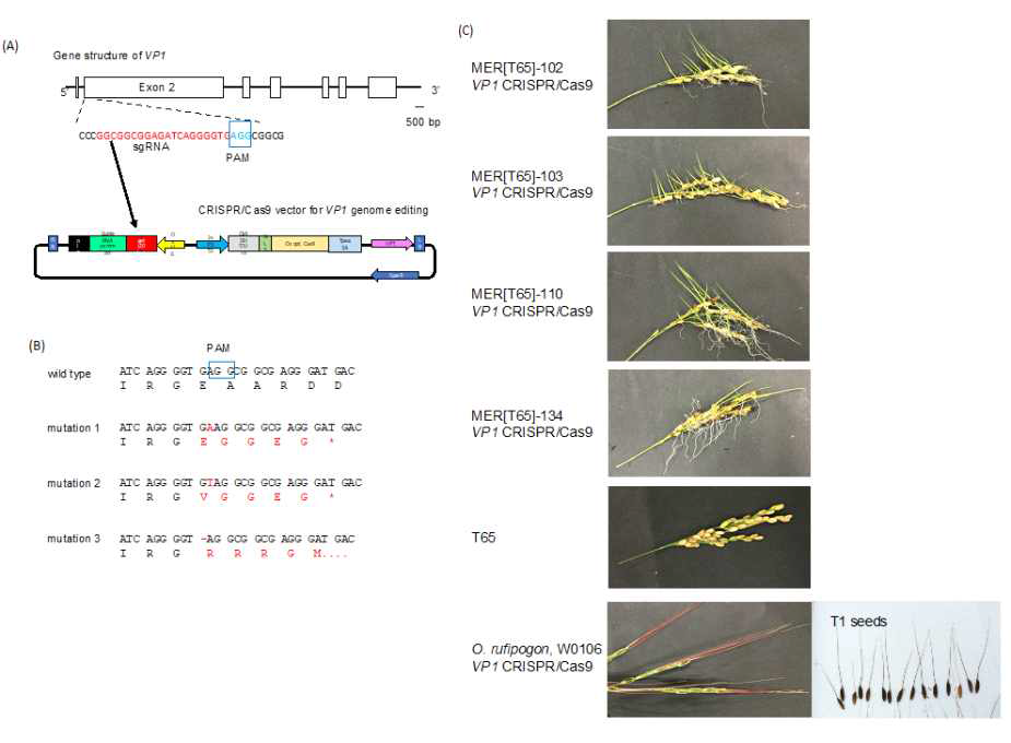 VP1 유전자 편집 야생벼와 wCSSL 계통의 수발아 표현형 분석 (A) VP1 구조와 sgRNA 서열 및 VP1 CRISPR/Cas9 편집벡터 맵 (B) VP1 유전자 편집 위치의 염기서열 분석 결과 (C) VP1 유전자 편집 야생벼와 wCSSL 계통의 수발아 표현형