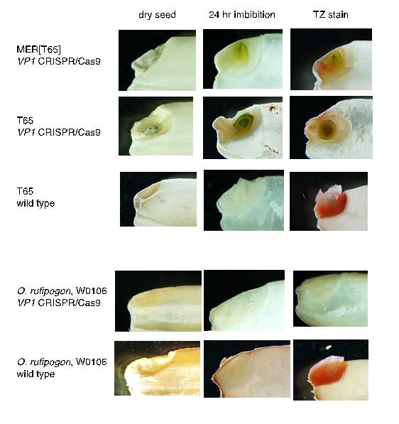 Tetrazolium 염색 사진